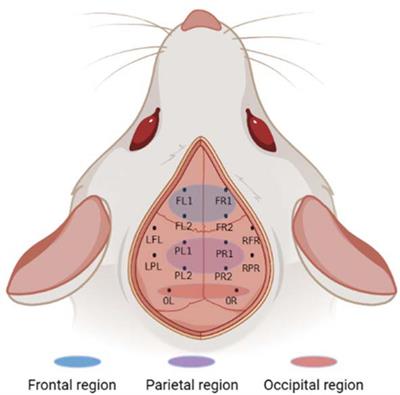 Investigating cortical complexity and connectivity in rats with schizophrenia